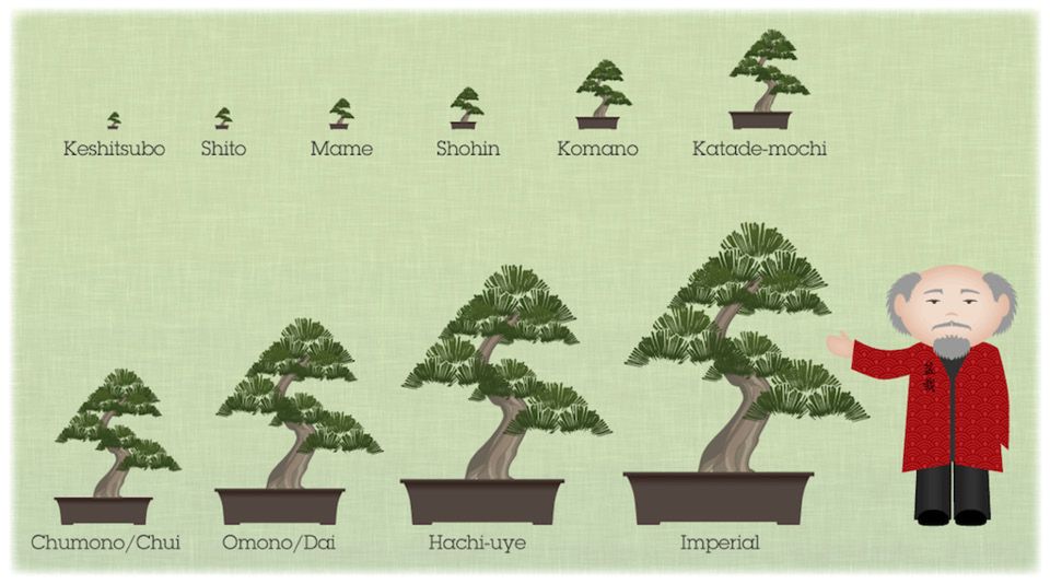 Bonsai sizes illustrated Related arts While Bonsai specifically refers to - photo 6