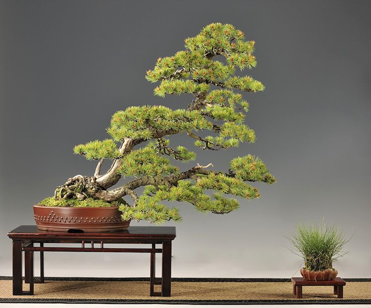 Japanese White Pine Pinus Pentaphylla by Walter Pall Estimated age 50 - photo 7