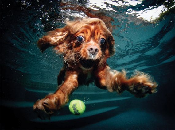 Buster Cavalier King Charles Spaniel 6 years - photo 11