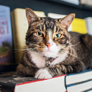 Tiny COMMUNITY BOOKSTORE Park Slope Brooklyn Giovanni Dalle Bande Nere - photo 15