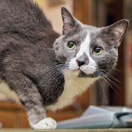 Hampton CORNER BOOKSTORE Upper East Side Manhattan Campus Cats PRATT - photo 24