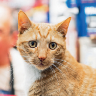 Lionel RED CABOOSE Midtown Manhattan Chloe WEST CHELSEA VETERINARY - photo 31