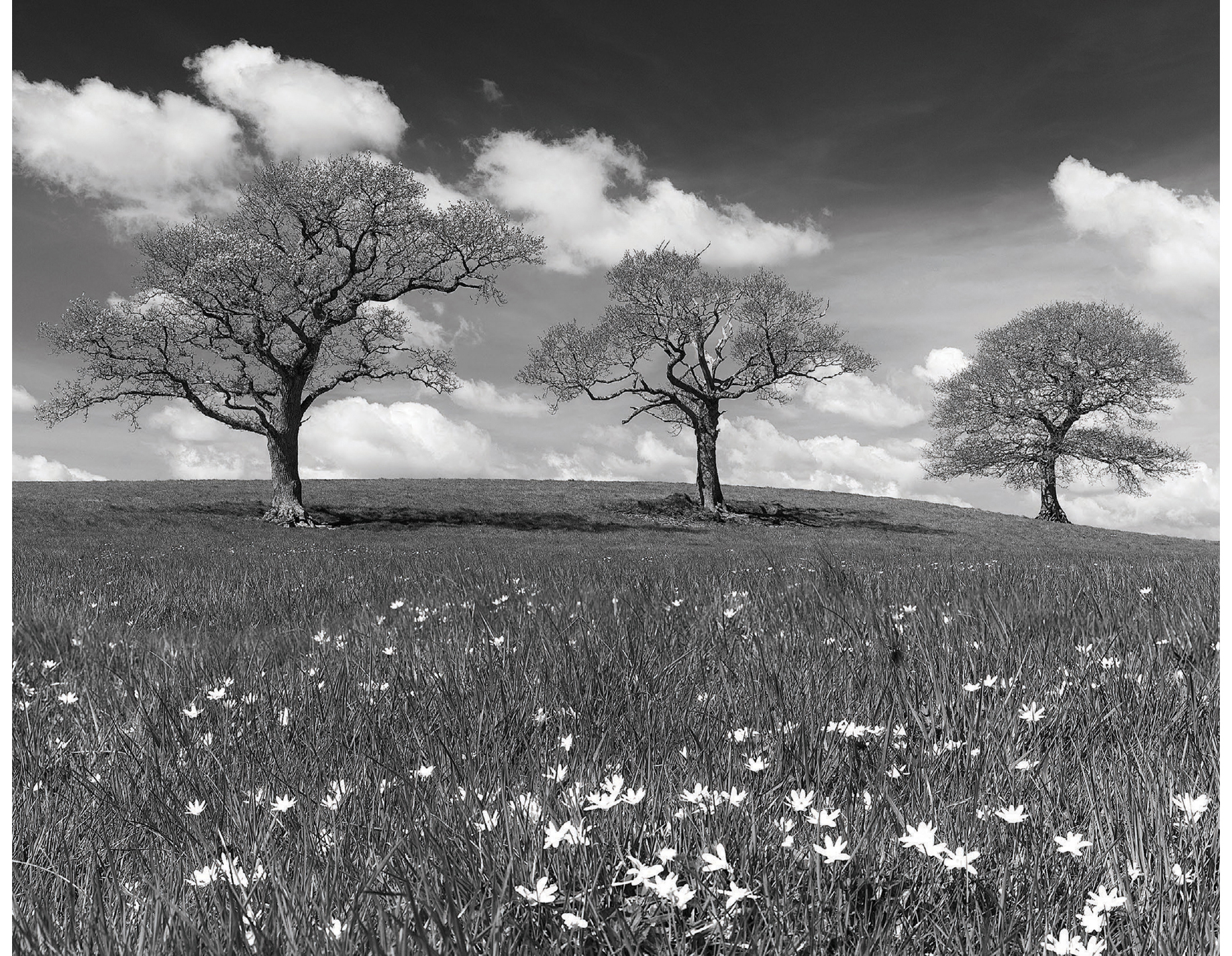 These oak trees were photographed just as the first leaves were starting to - photo 7