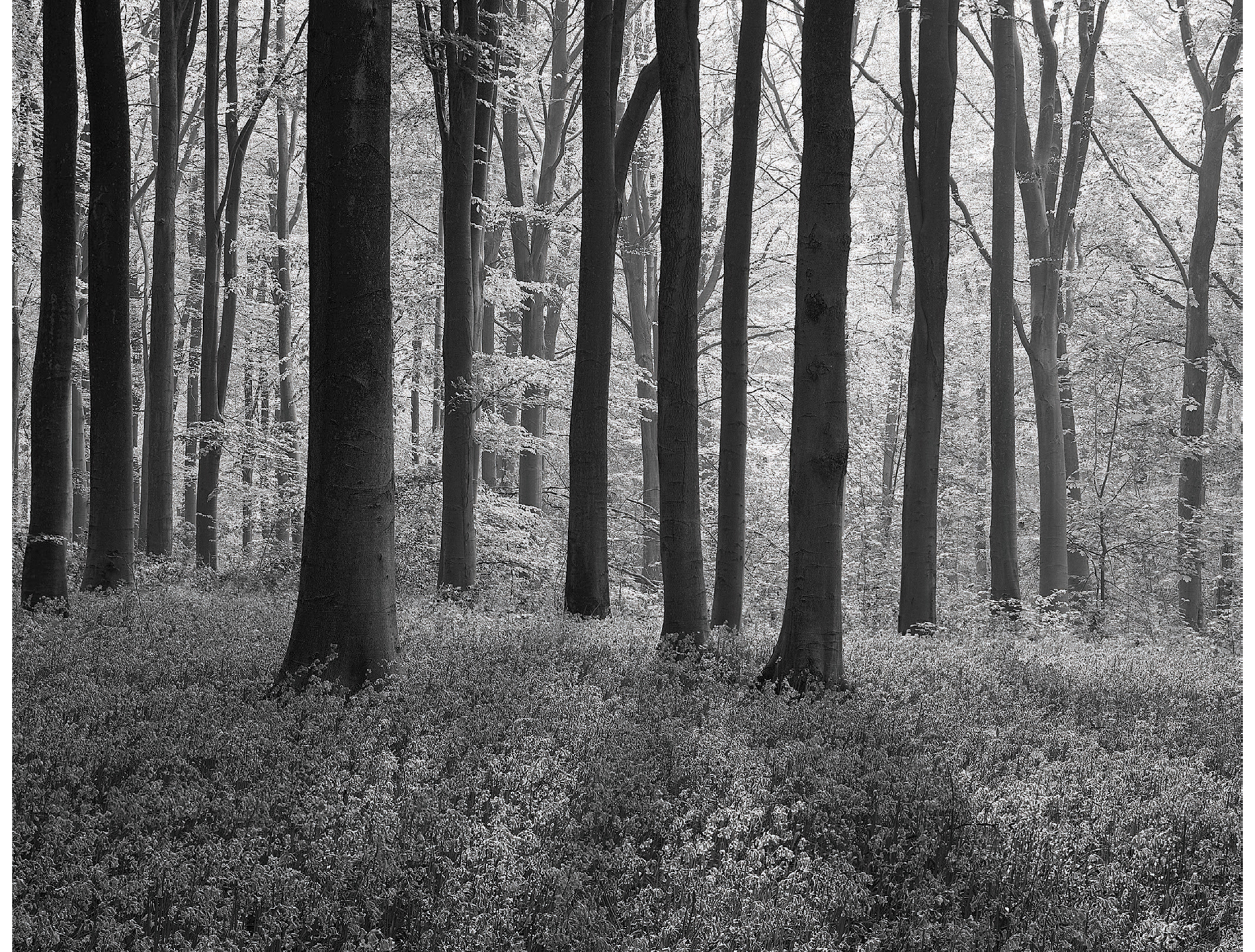 This woodland scene featuring beech trees Fagus sylvatica with dense - photo 10