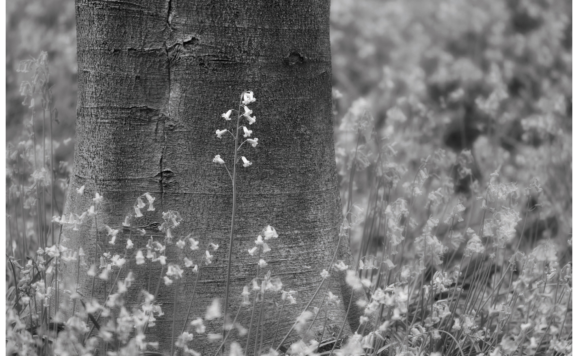 A closer view of bluebells growing under a beech tree This golden Indian - photo 11