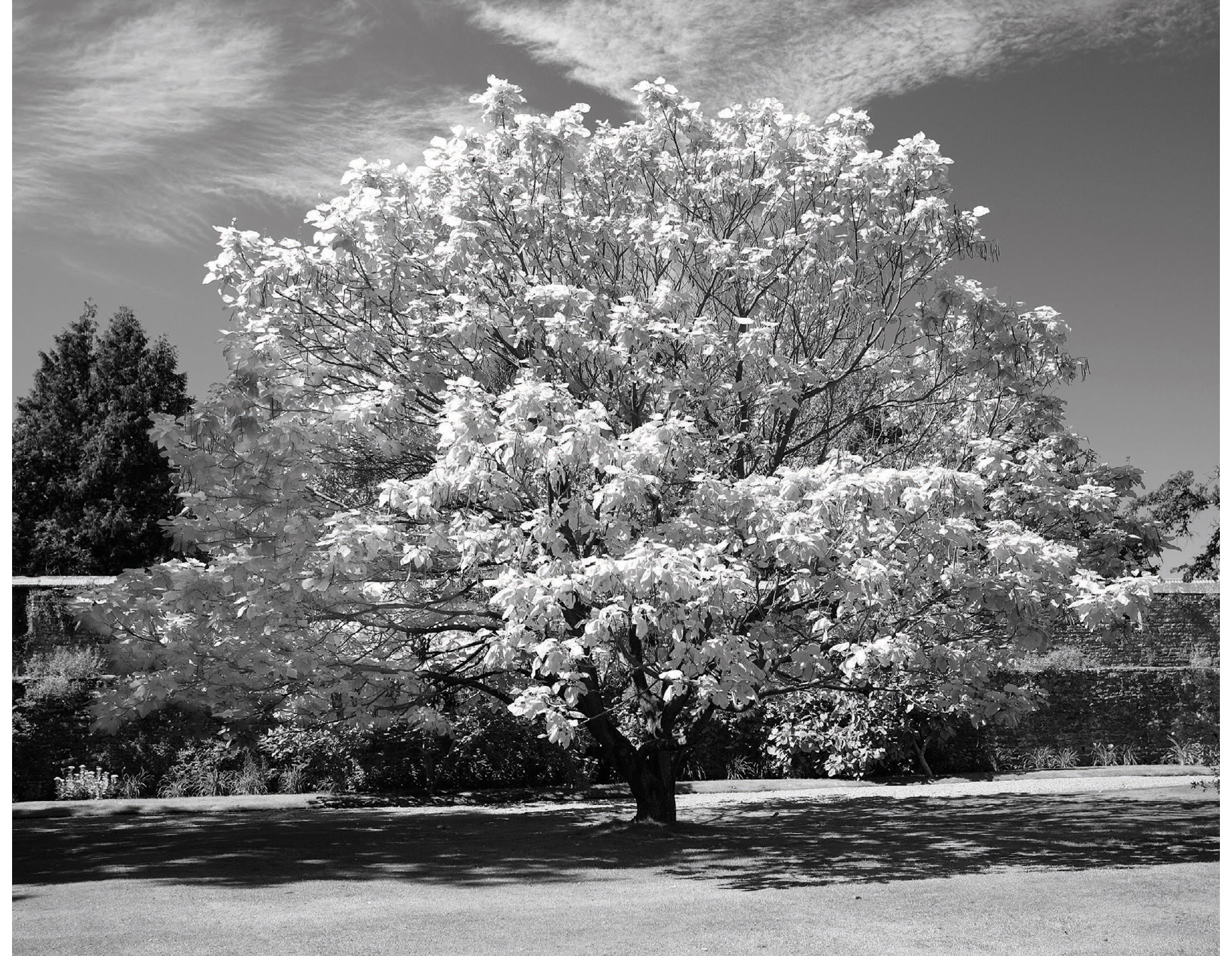 This golden Indian bean tree Catalpa bignonioides Aurea was photographed in - photo 12