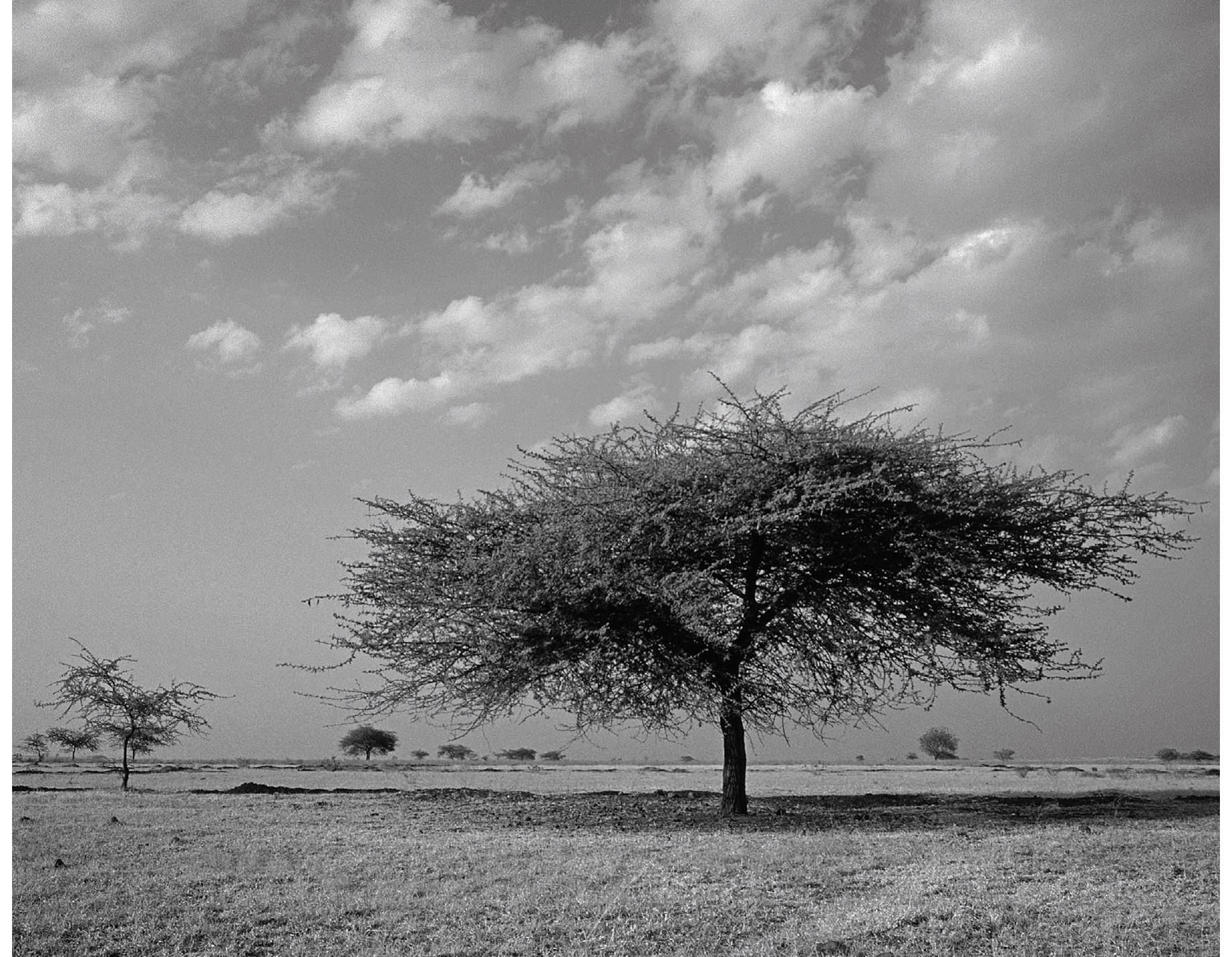 This is a thorny acacia Acacia catechu south of Mumbai Indiaalthough it - photo 14