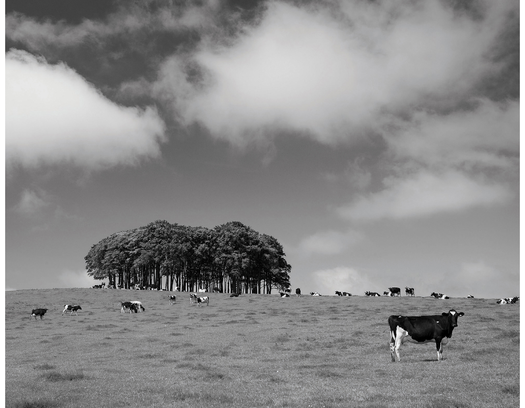 This copse of beech trees Fagus sylvatica on a hilltop in Southern Great - photo 15