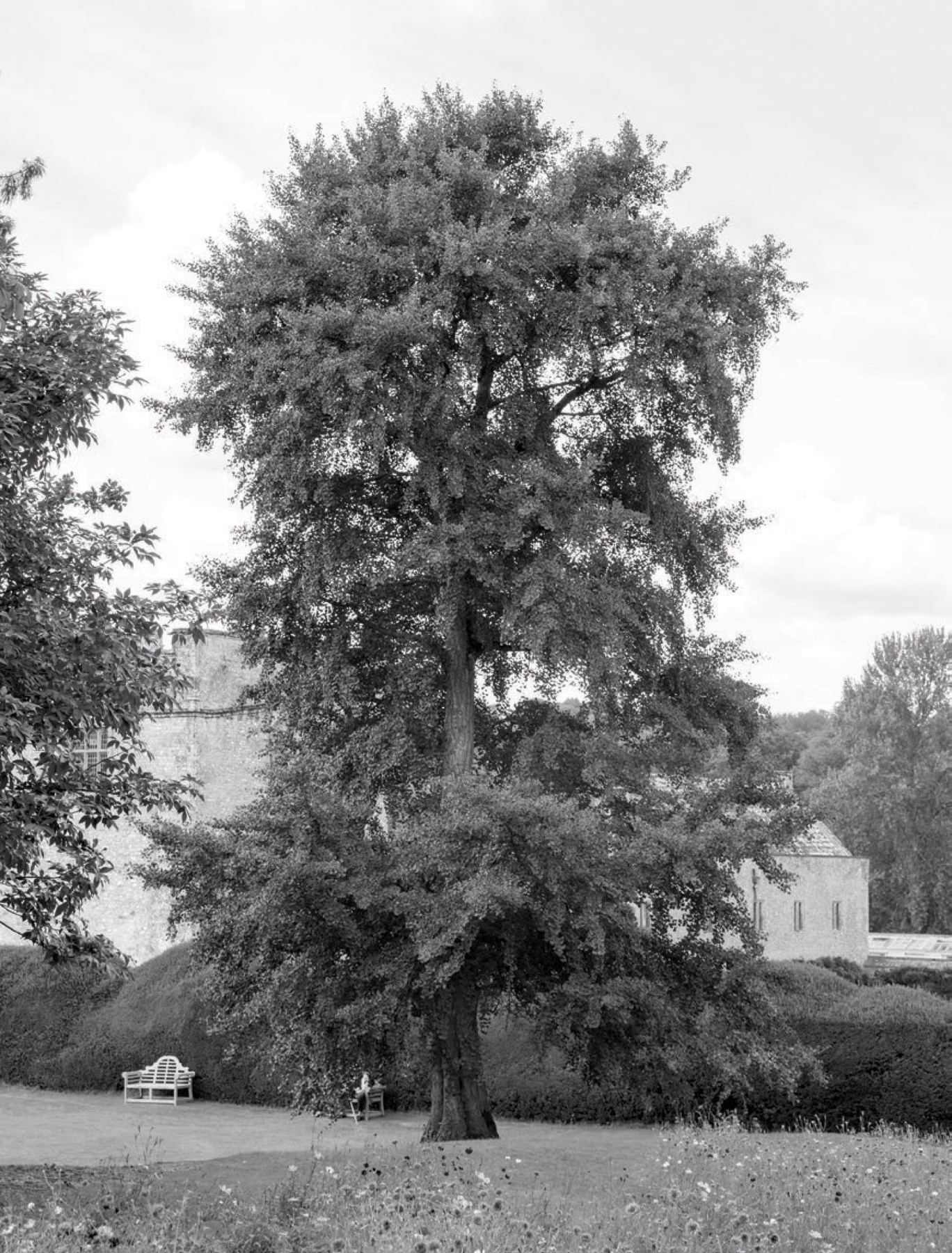 The maidenhair tree Ginkgo Biloba is an ancient tree from Asia found in - photo 16