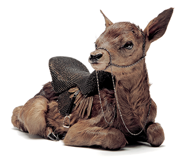 Taxidermy Art A Rogues Guide to the Work the Culture and How to Do It Yourself - image 2