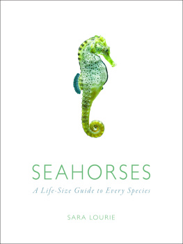 Sara A. Lourie Seahorses: A Life-Size Guide to Every Species