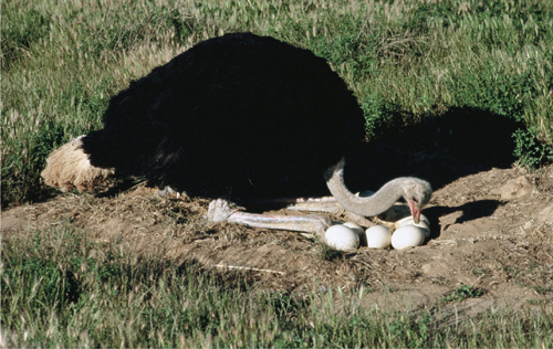 Male ostrich tending eggs in the Serengeti Tanzania The beige eggshells - photo 5