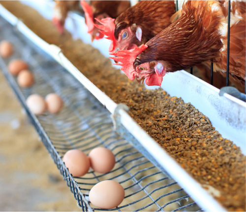 The egg of the domestic chicken is not only a major source of human nutrition - photo 6