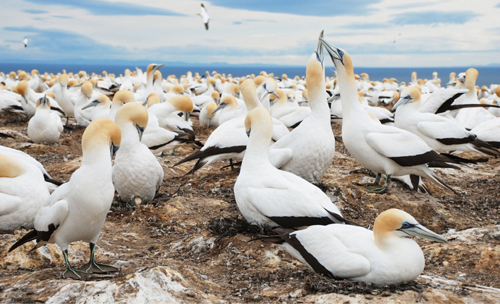 Australasian Gannets breeding at a colony of 1500 pairs at Cape Kidnappers - photo 7