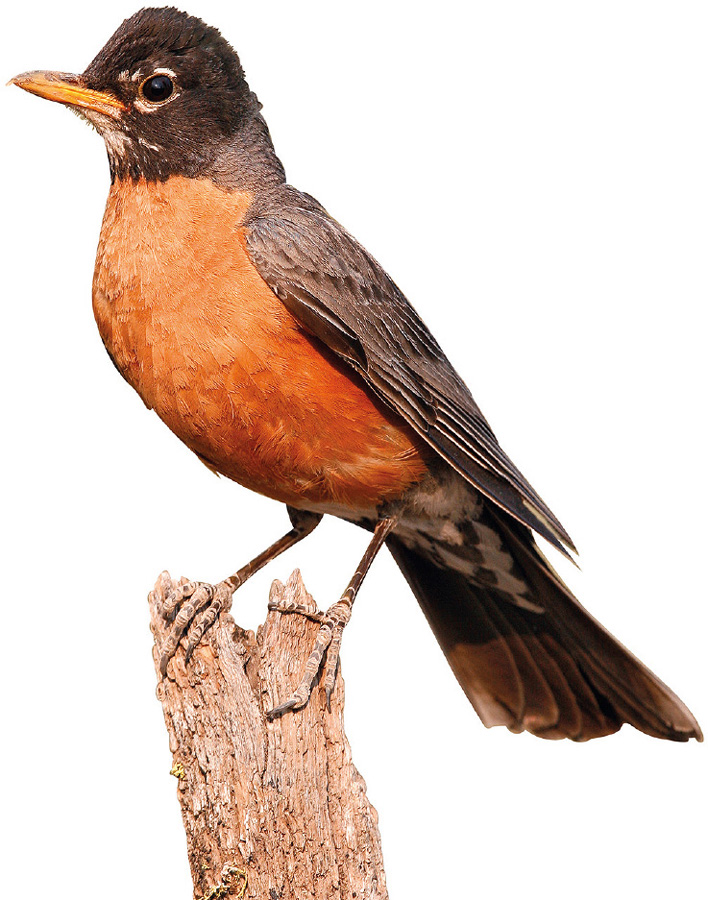 Warblers and Songbirds of North America is a photographic field guide to the - photo 1