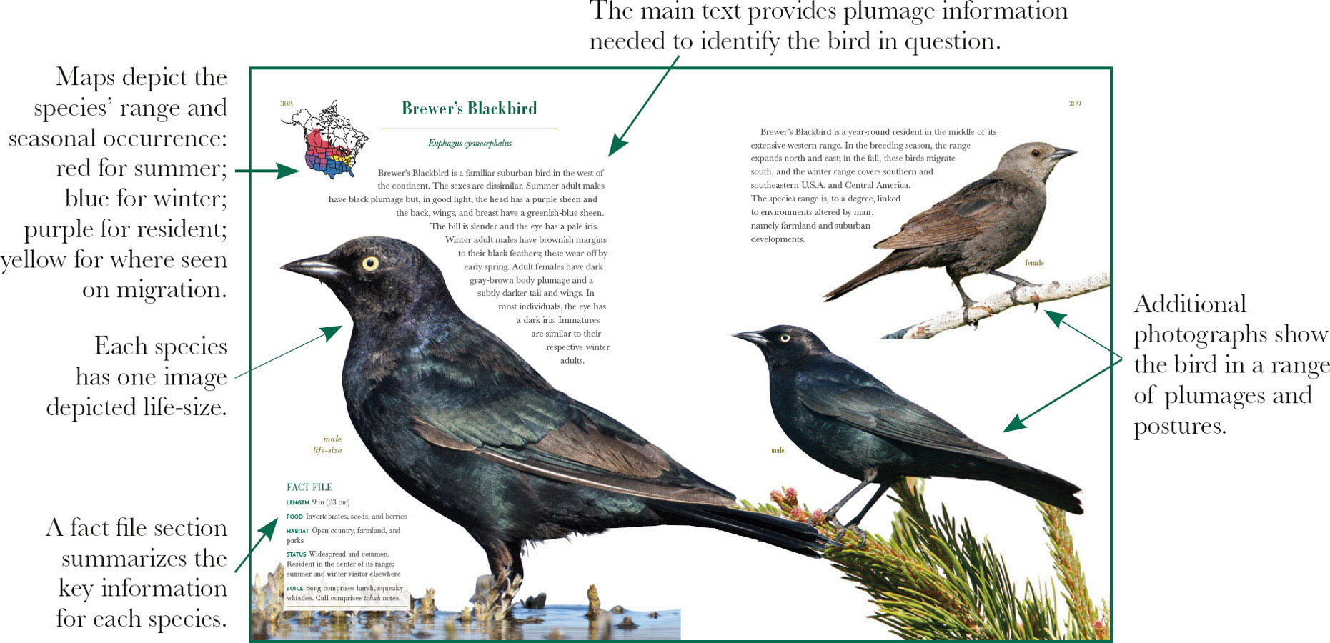 A typical species description from the book Apart from bats birds are the - photo 2