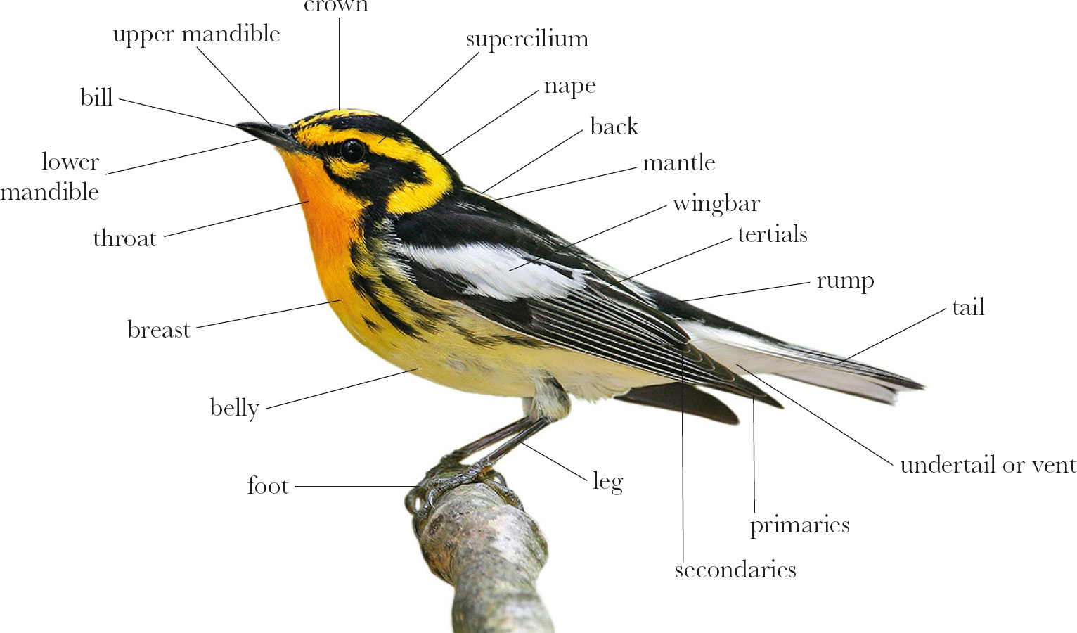 A Blackburnian Warbler with annotations showing key structural features - photo 3