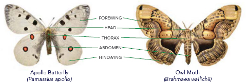 B UTTERFLIES AND MOTHS are insects and like all insects their bodies consist - photo 4