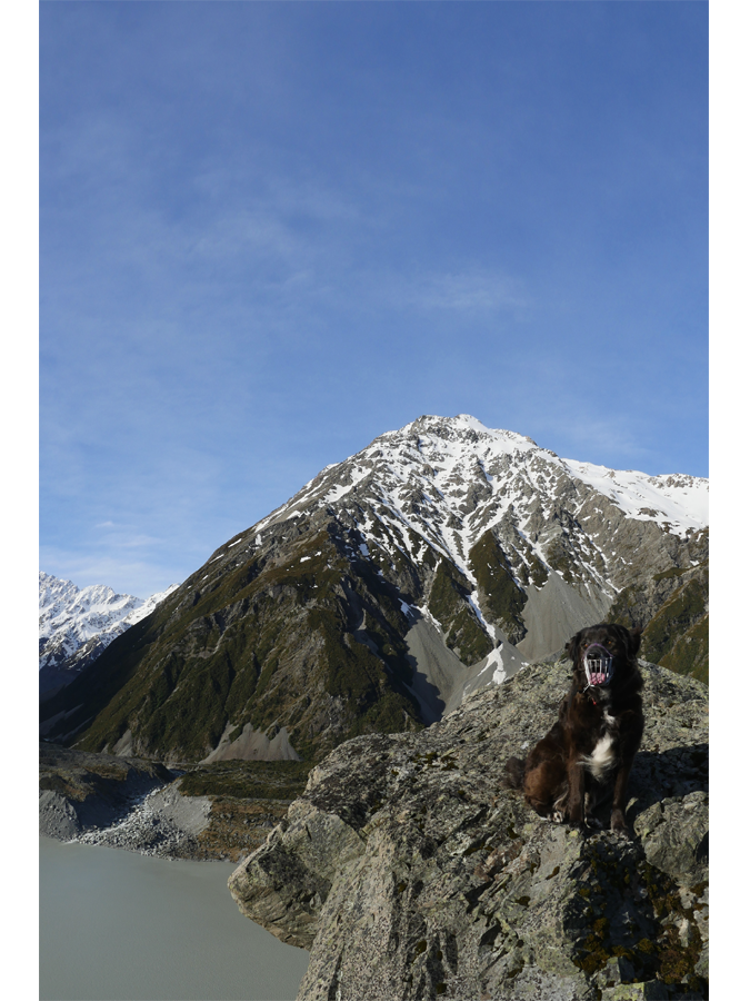 Ajax is a working dog trained to sniff out the nests of endangered kea in - photo 4