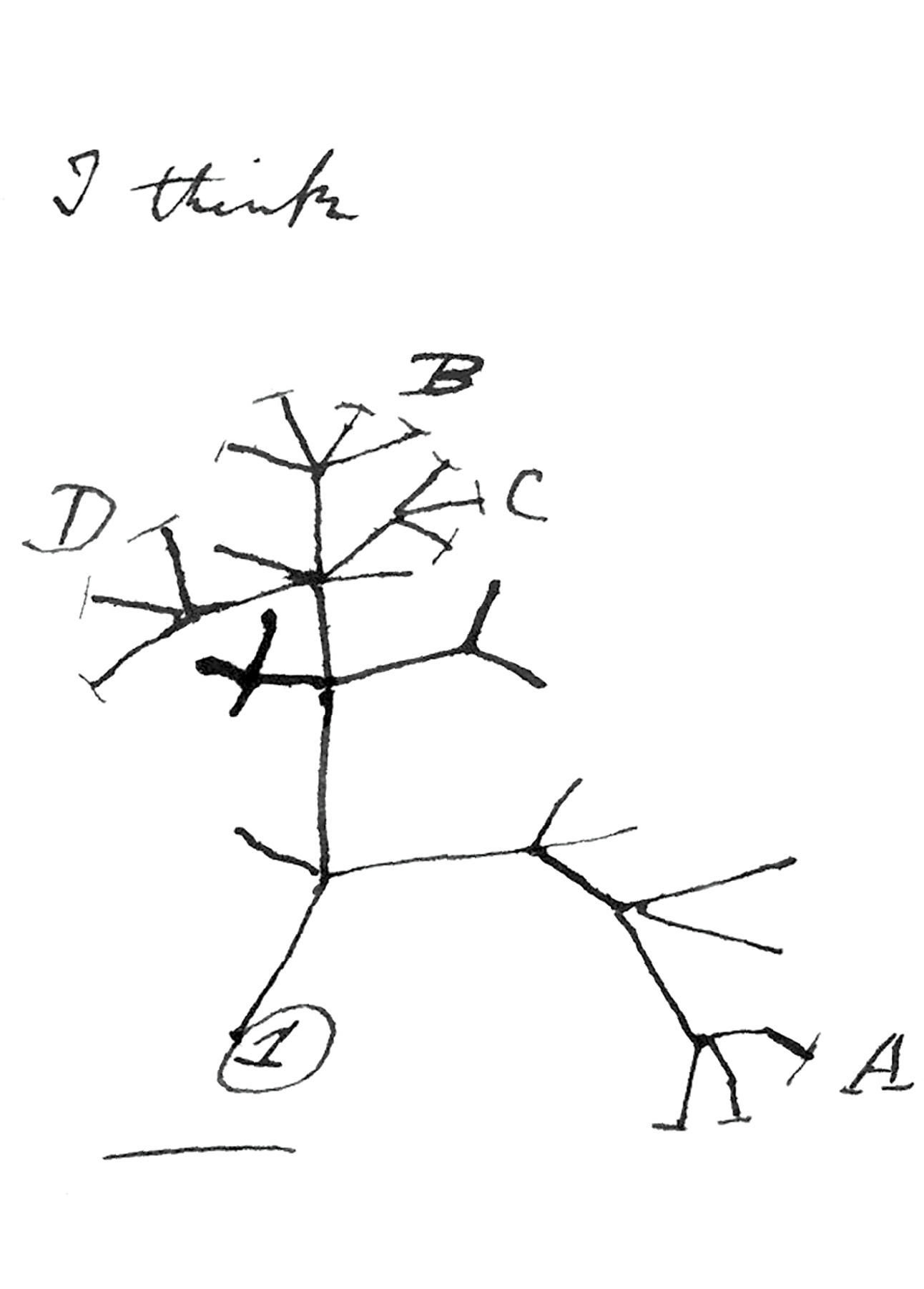 Darwins tree of life sketch from his notebook on transmutation of species - photo 1