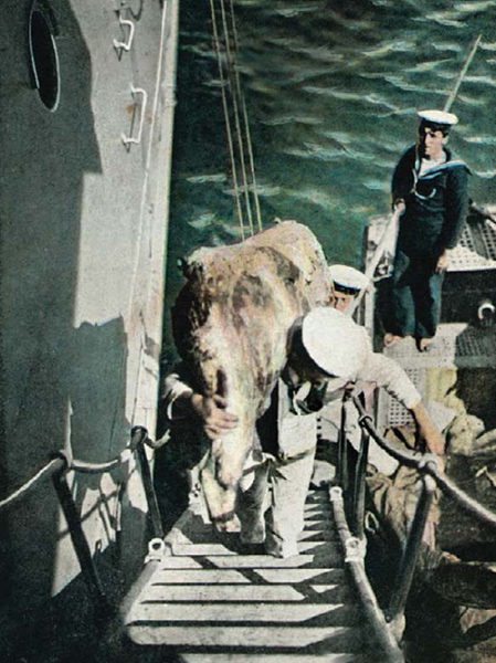 The exact location of this 1904 scene entitled Royal Navy No 4 Meat Coming on - photo 6