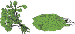 Found in cruciferous vegetables like arugula bok choy cabbage kale and - photo 10