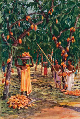 Picking cocoa pods in what was then the Gold Coast now Ghana Montezuma - photo 5