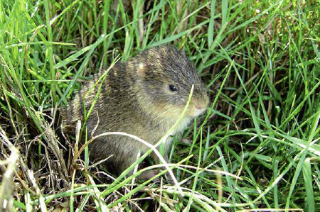 The endangered Santa Catarinas guinea pig Conrad Gesners illustration of a - photo 7