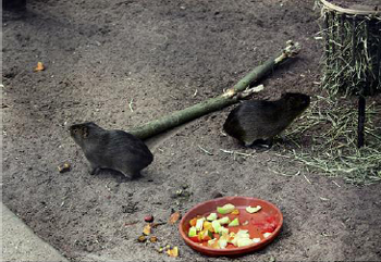 Greater guinea pigs C magna in Helsinki Zoo The guinea pigs close - photo 6