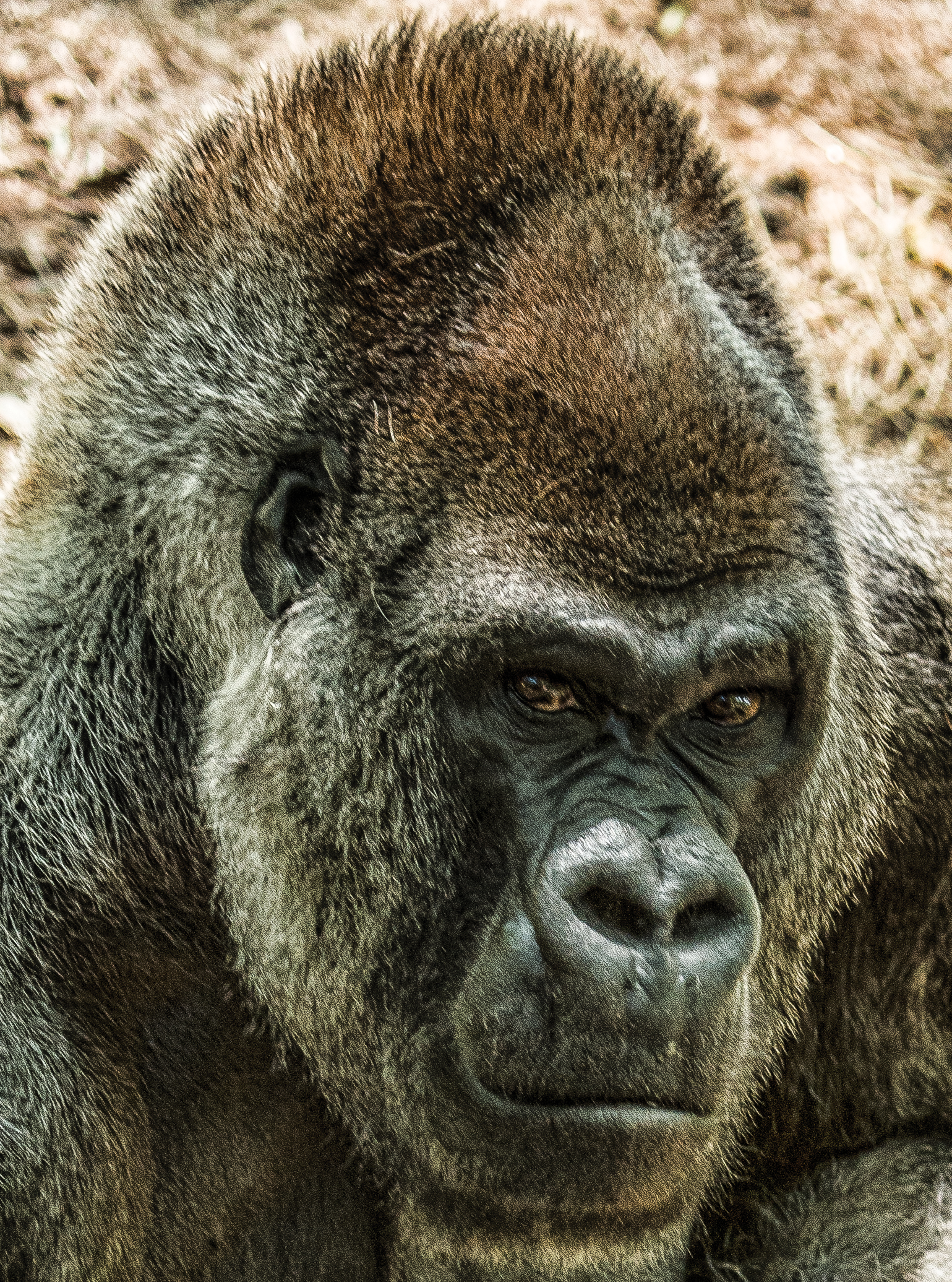 A male gorilla has eye contact with me In the moment that the gorilla looked - photo 3