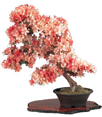 In full bloom a beautiful bonsai azalea in the Shakan or Slanting Style - photo 11