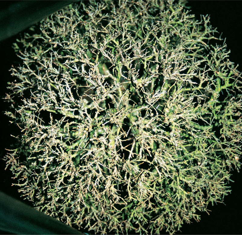 A birds-eye view of a particularly well-structured bonsai tree This pleasing - photo 7