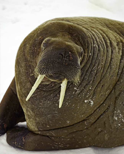 An Atlantic walrus resting on the ice The Walrus Emerges I am the walrus - photo 4