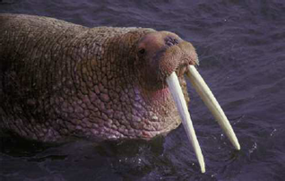 The walrus has been hunted for the benefit of mankind for millennia but only - photo 5