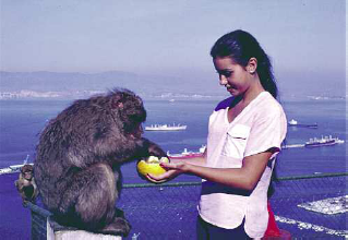 The talismanic Barbary macaques on the Rock of Gibraltar The only monkeys - photo 6