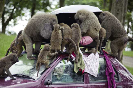 Monkeys in a drive-through wildlife park Viewed negatively this quality of - photo 5