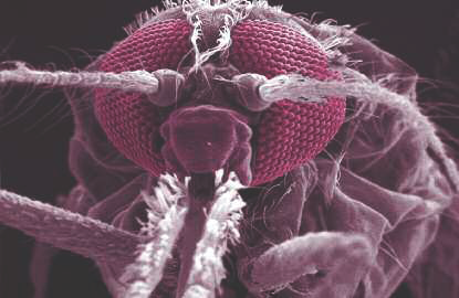 Scanning electron micrograph of the head of Anopheles gambiae arguably the - photo 4