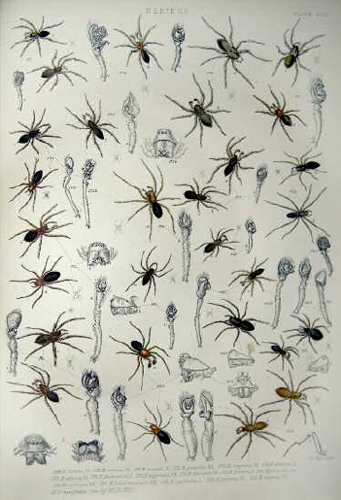 An illustration of spiders of the genus Neriene from John Blackwalls 1864 A - photo 4