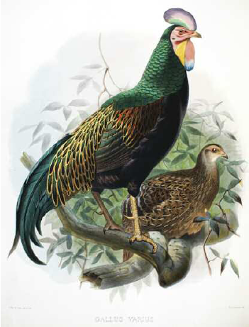 Gallus gallus varius the green jungle fowl a hand-coloured lithograph from - photo 6