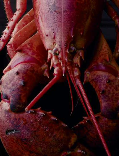 What is a Lobster The popularity of the Lobster extends far beyond the limits - photo 4