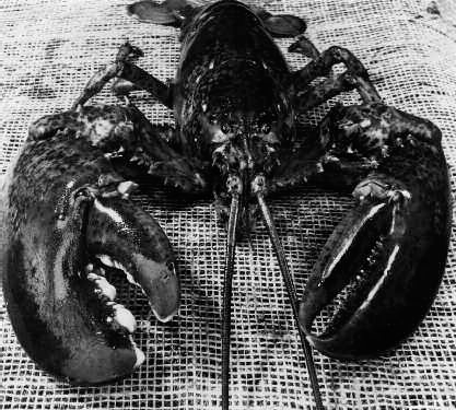 Kosti Ruohomaa Maine Lobster Monhegan Island 1957 silver gelatin print - photo 5