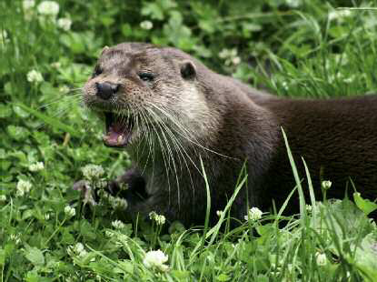 Eurasian otter Lutra lutra Introducing the Otter Anyone reading through the - photo 4