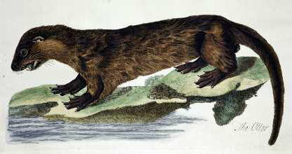 Colour plate of The Otter engraved by Peter Mazell From Thomas Pennants The - photo 6