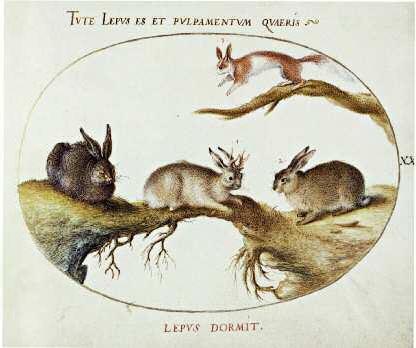 Types of hare with squirrel by Georg Hoefnagel from Terra Animalia - photo 4