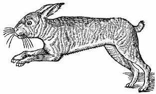 Medicinal uses of the hare continued throughout the seventeenth century and - photo 5