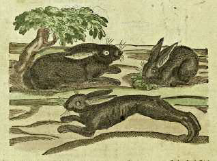 In seeking to dispense with vulgar errors concerning hares in his Pseudodoxia - photo 6