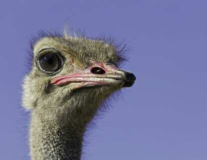 Introduction The ostrich is a bird everyone recognizes easily not because it - photo 4