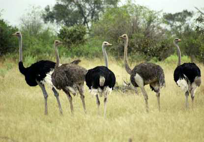 A group of ostrich from the Okavengo Delta Botswana Since our early origins - photo 5