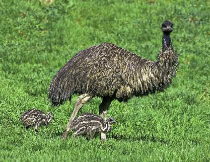 An emu with her chicks a close relative from Australia The meteoric demand - photo 6