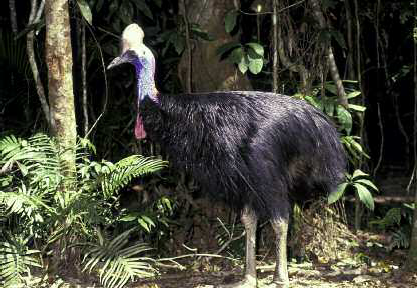 The cassowary leads a solitary lifestyle in the jungles of Papua New Guinea and - photo 7